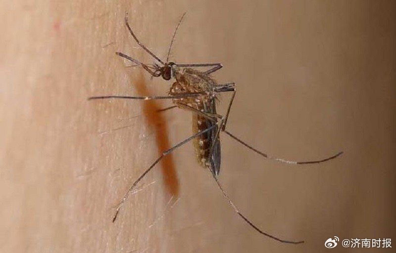 【#专家称断言蚊子大暴发为时过早#】近期，“今年蚊子大暴发”的消息在不少济南市民
