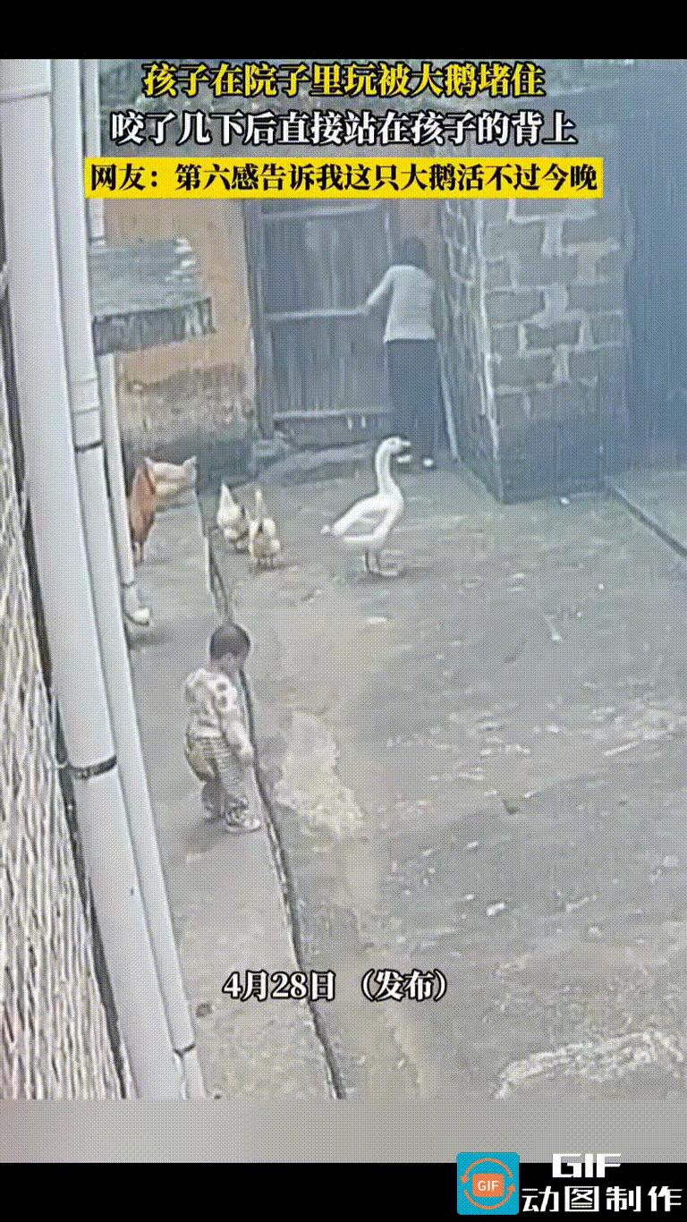 妈妈打开院门走了出去，宝宝摇摇晃晃地迈下台阶，也想跟着去，却被大鹅挡住去路。
大