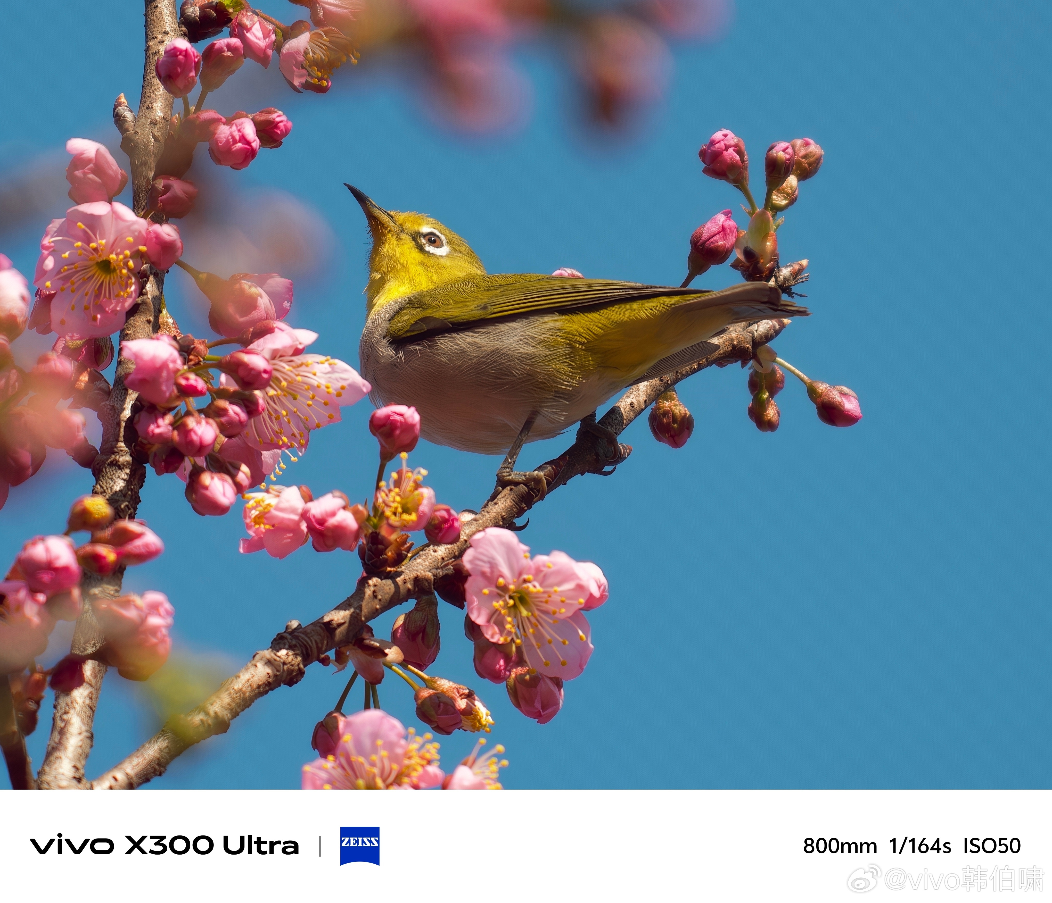 vivo X300 Ultra装上大炮400的实拍样张来了！细节保留挺到位的，谁