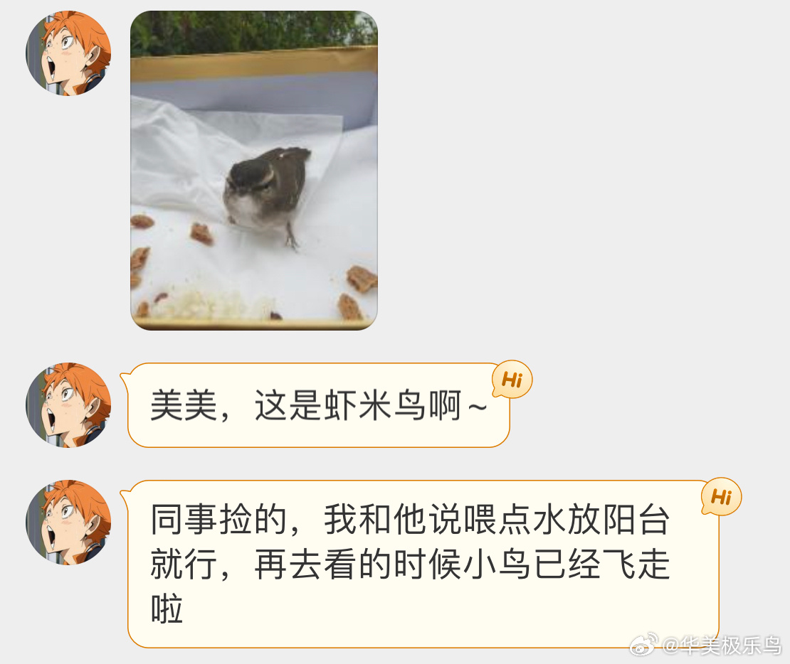 #鸟粉投稿# 一只灰不溜秋的【淡脚柳莺】在阳台休息会飞走啦 ​​​
