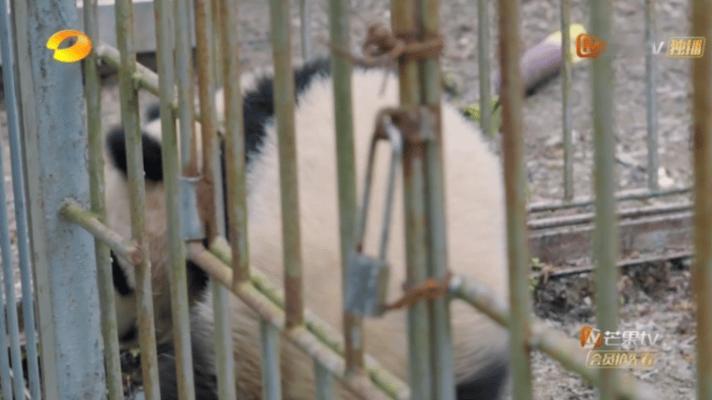 #贤贤带崽野培看哭了#贤贤和崽崽的故事让人感受到了动物之间的情感，也让我们更加珍