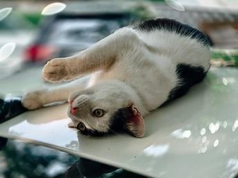 手机里的猫咪照片，藏着最治愈的小确幸✨
 
翻手机相册，一半是生活碎片，一半全是