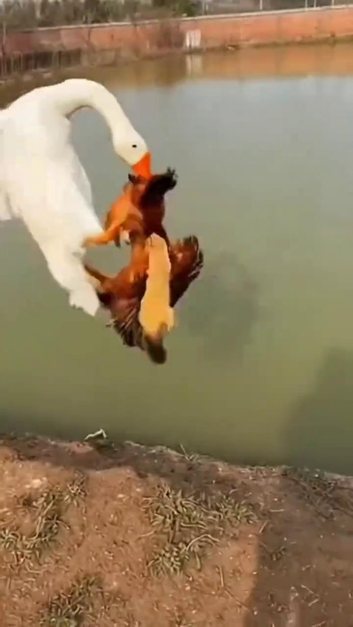 家人们，看这二年黄鼠狼多的，看这黄鼠狼又吃起来了，被这个大鹅给看着了，把它们两个