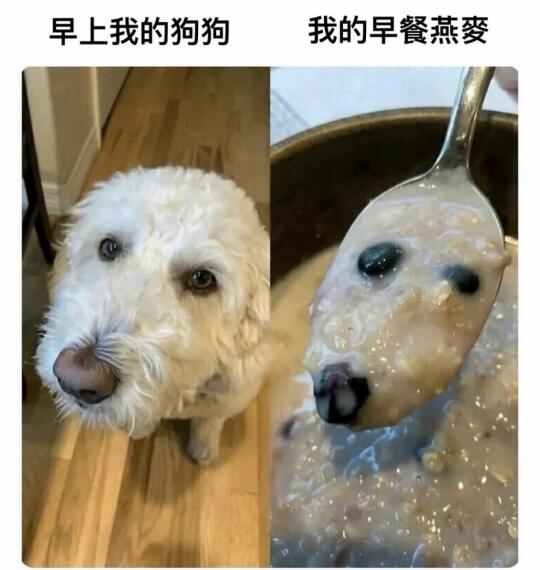 🧩meme搞笑梗图分享🎉