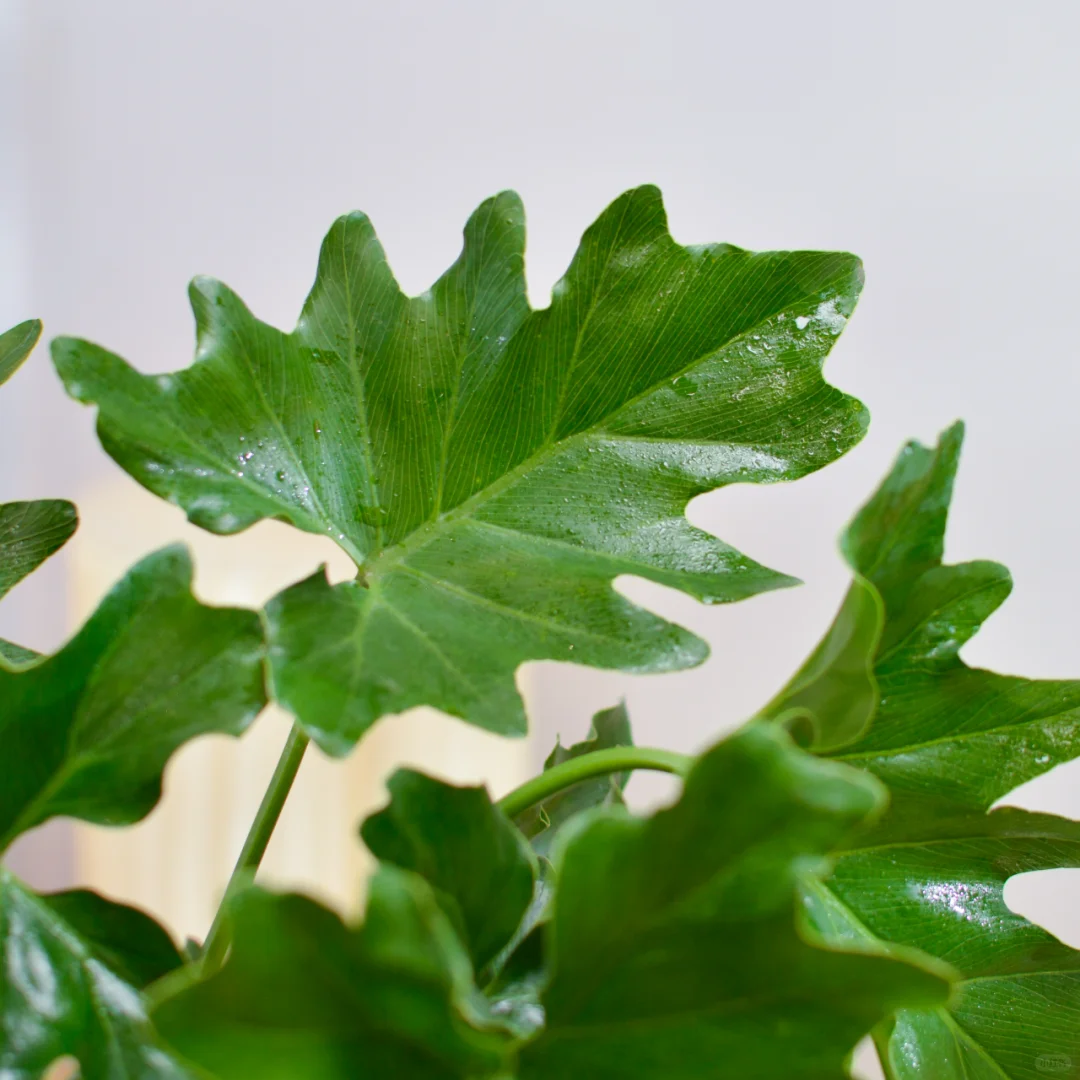 🌿水培小龙鳞春羽，打造室内小森林🌿