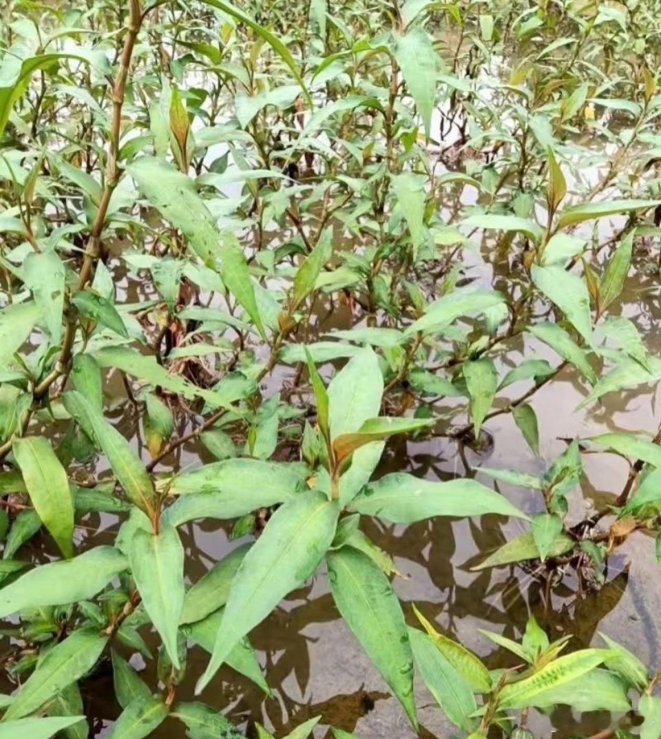 香柳：非柳却胜柳的神奇植物 不少人初闻“香柳”，都以为它是柳树家族一员，实则不然