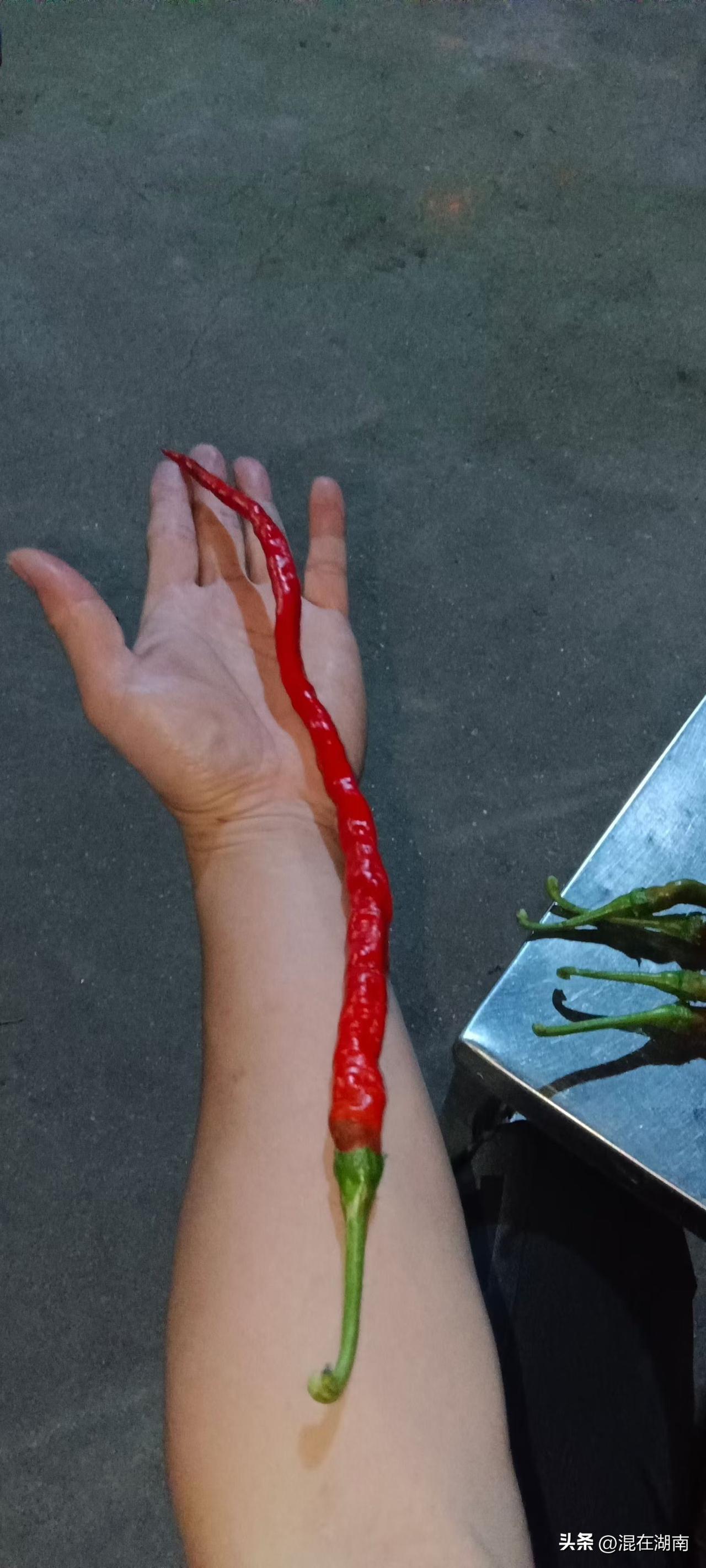 这么长的辣椒是变异品种吗？
在浏阳北盛镇一户农家长出了手臂长的辣椒🌶️！口感和