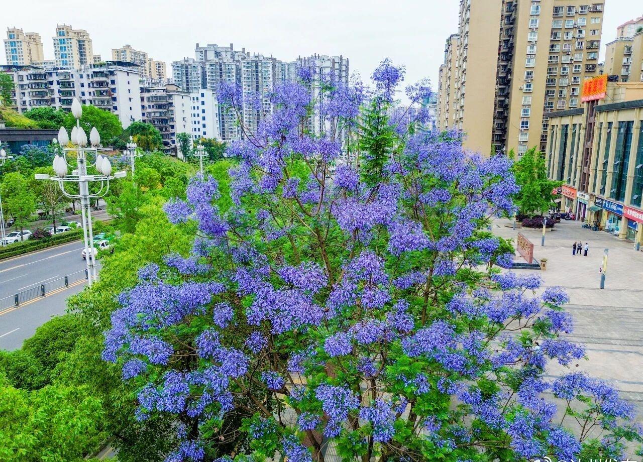 【达州，“绝绝紫”！】5月15日上午，记者分别在金龙大道和紫荆花路看到，金龙大道