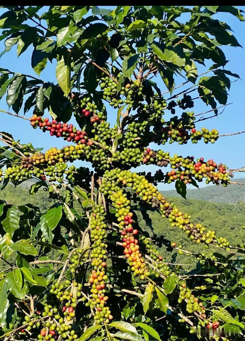 终于有人把咖啡讲透彻了。
    咖啡对于西方人来说就是一款饮料。这个和国人喝茶