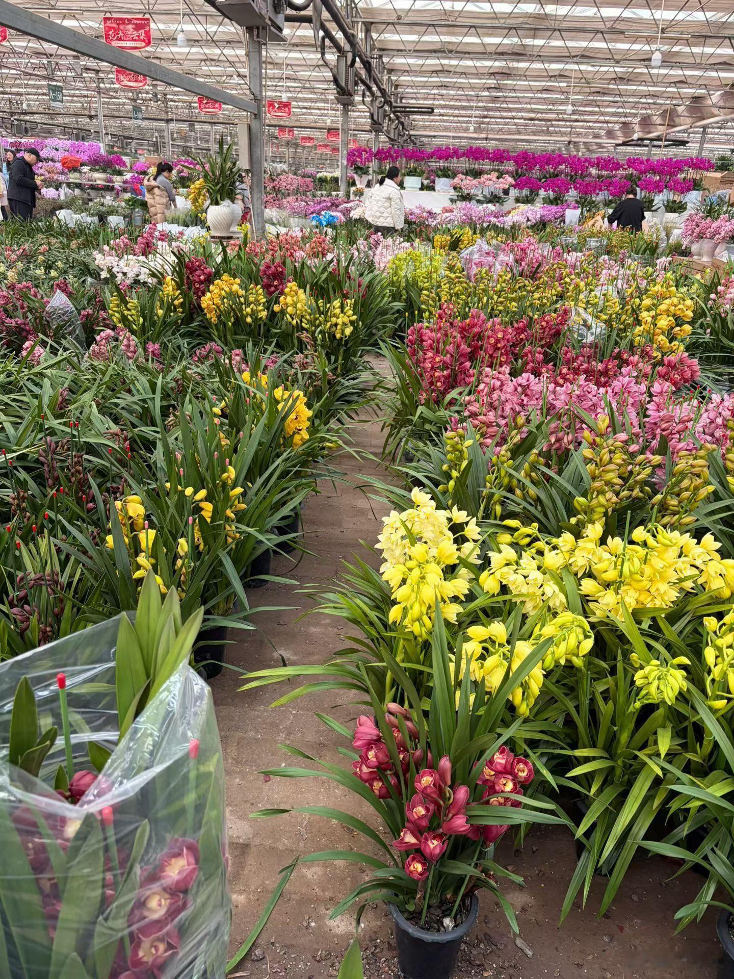 新年的感觉来了🧨美好的生活阳光信用