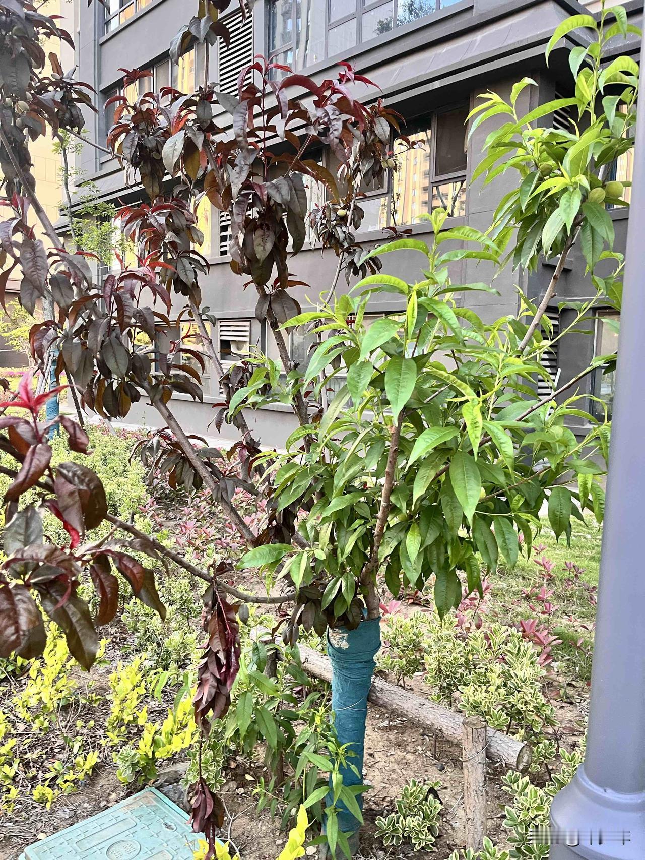 小区里有高手，谁把物业种的普通风景树上嫁接了一枝桃树枝，而且还结了果！