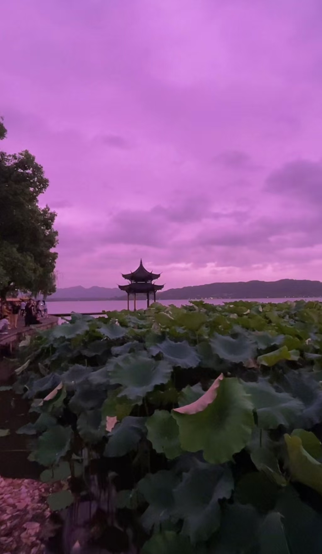 杭州 台风杭州的朋友说！西湖这样的巴威最新位置