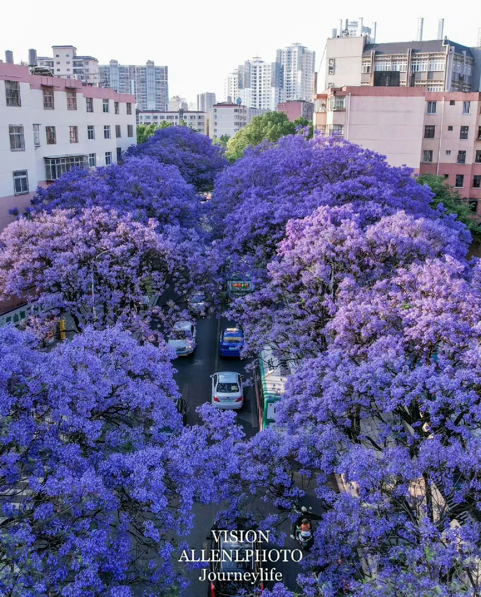 浪漫当夏，蓝花楹开。 