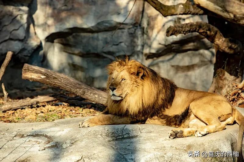 女孩喂狮子被抓腿，28秒惊魂背后的残酷真相

那个被狮子隔栏抓腿的女孩，28秒才