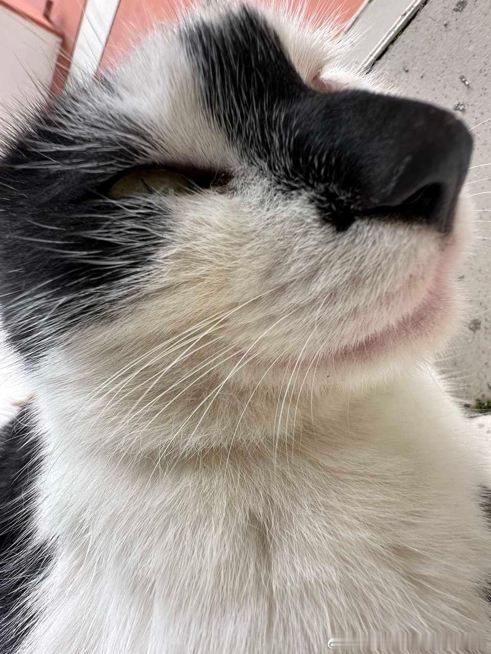 49566【丑猫】人你可以靠在米的大鼻头上休息 