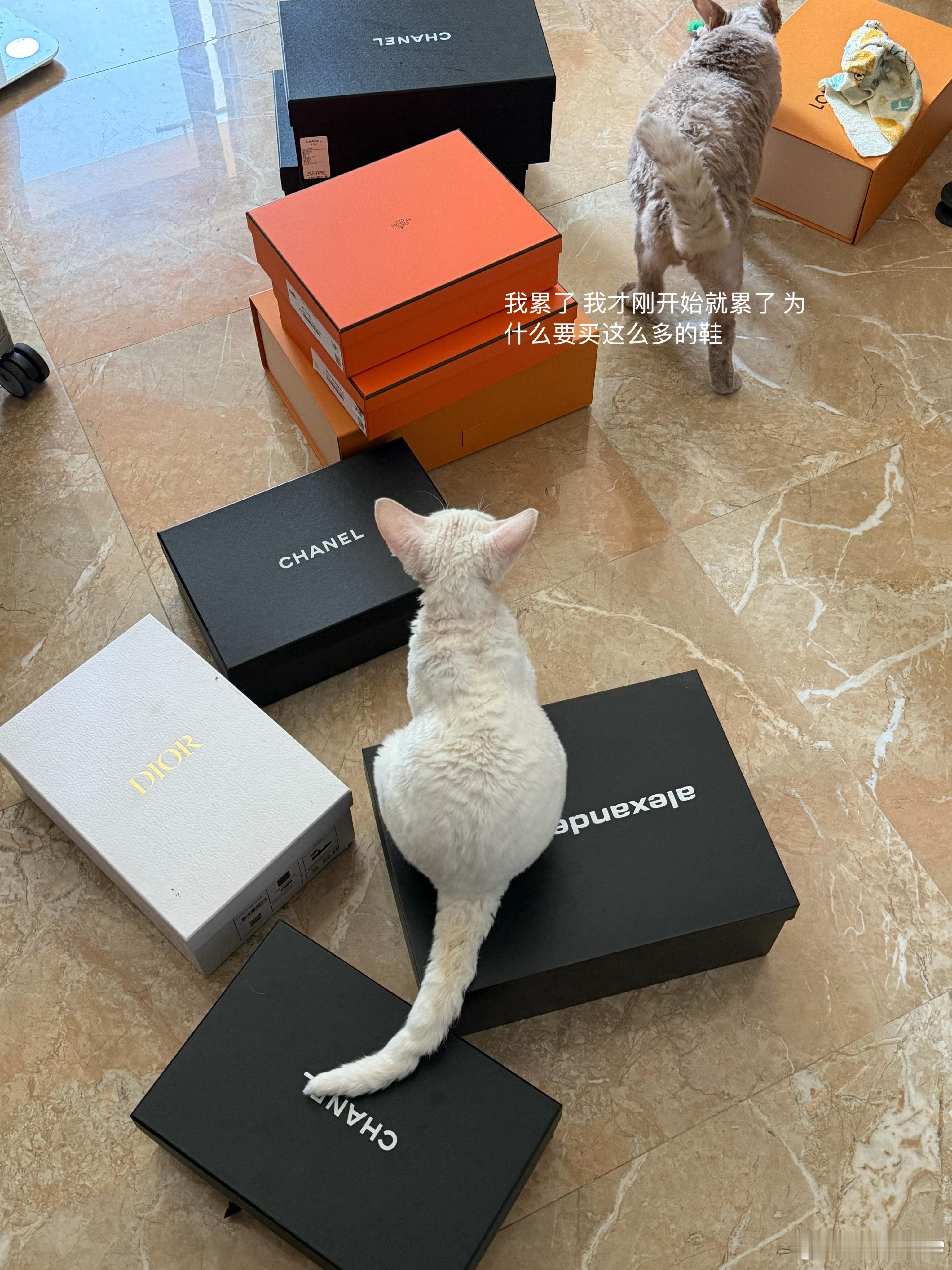 搬家这个事怎么说 根据我的原本计划是明年再搬的，因为我感觉明年我们工作可能会有变