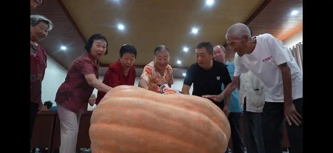 让你见识真“网红：“巨无霸”南瓜409斤！
河南新乡一村庄种出409斤巨型南瓜，