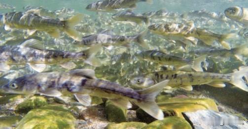 青海保护了20年湟鱼，现在泛滥成灾，为何无人敢吃？生活在青海湖附近的70岁的老人