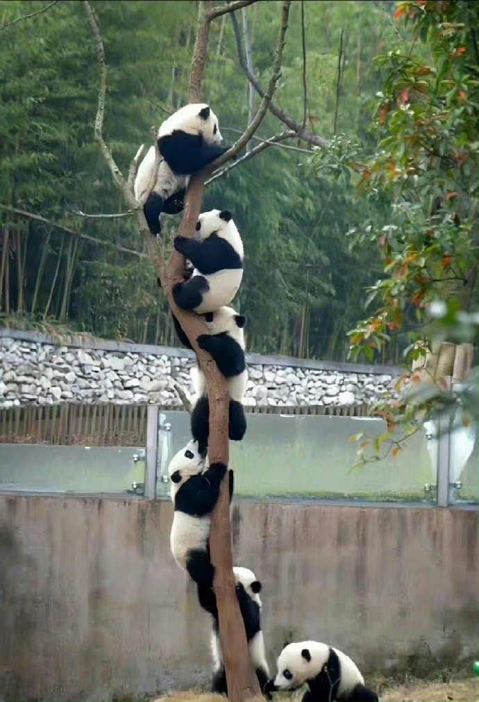 刷到上树熊猫请不要无视，你的运势开始上升 