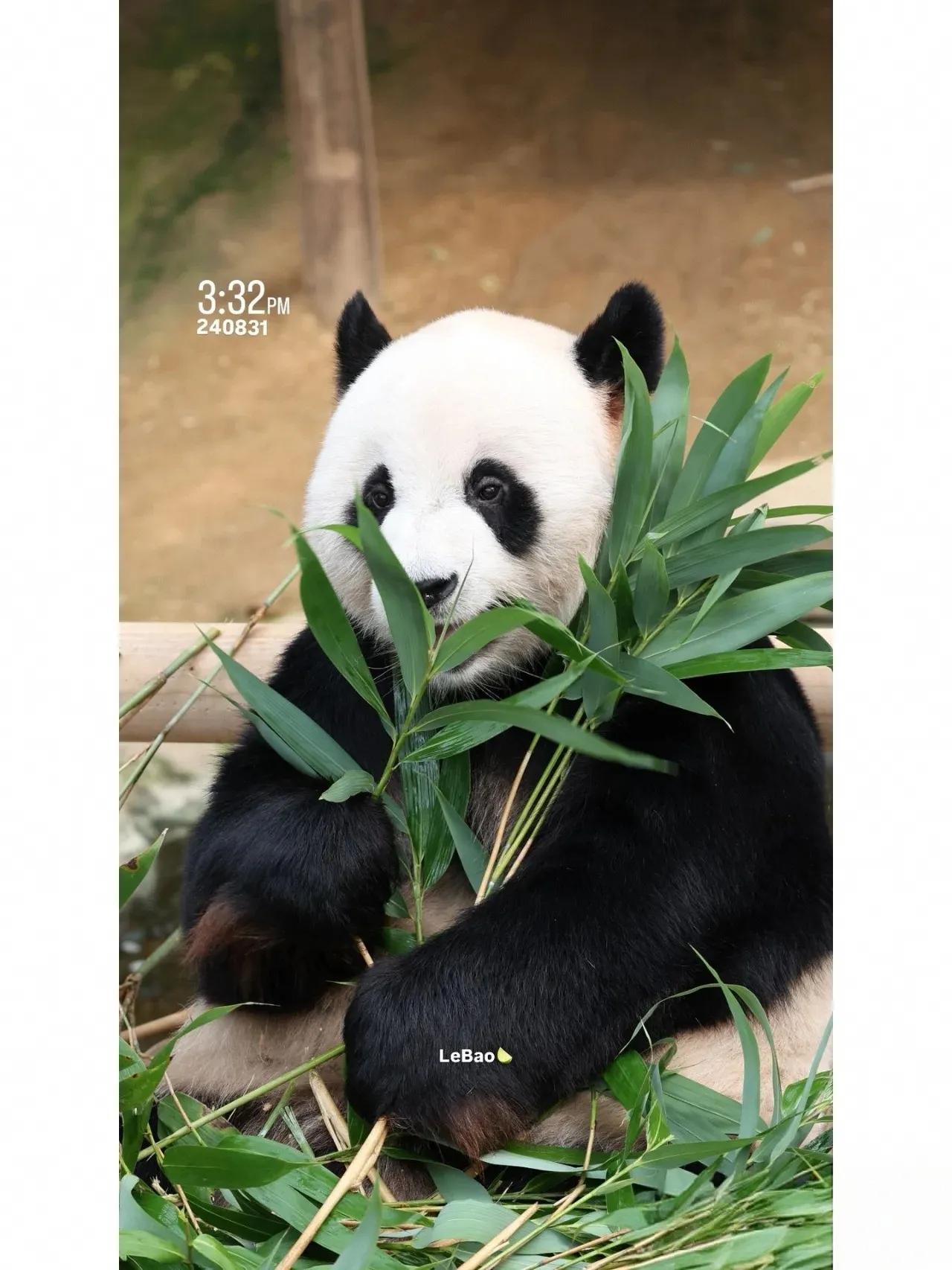 2024-08-31
吃竹叶的乐宝
乐大爷，你必须坚强地活着
很多人排着队要去解