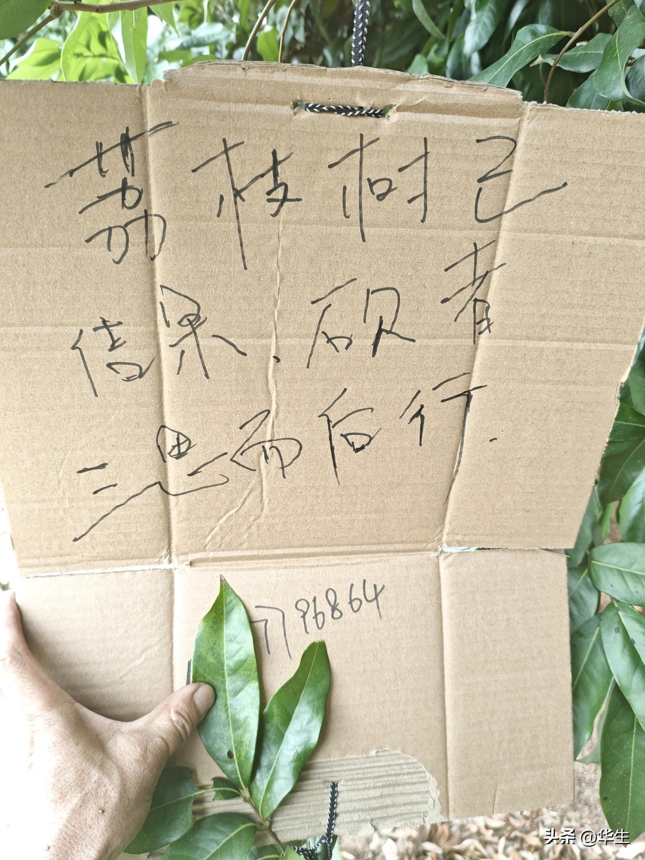坟前荔枝引发的思考：早一步边界感，少一步邻里愁

今日上坟，见荔枝树上挂着纸板：