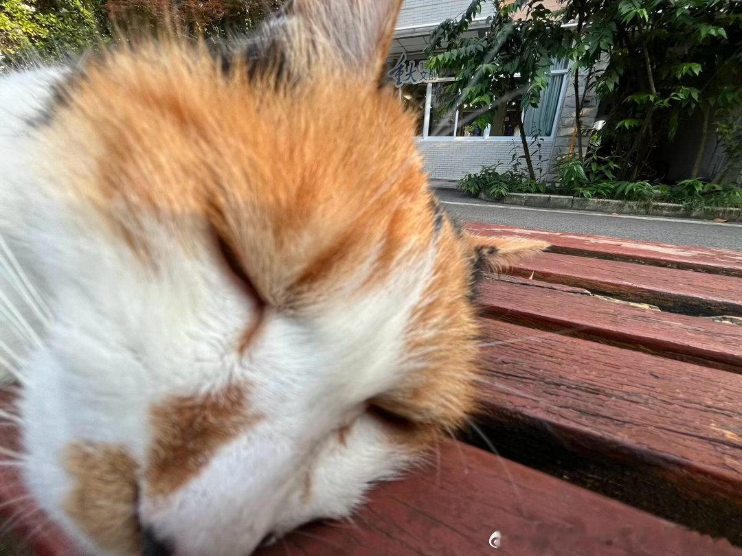 50219【丑猫】章鱼哥猫塑 