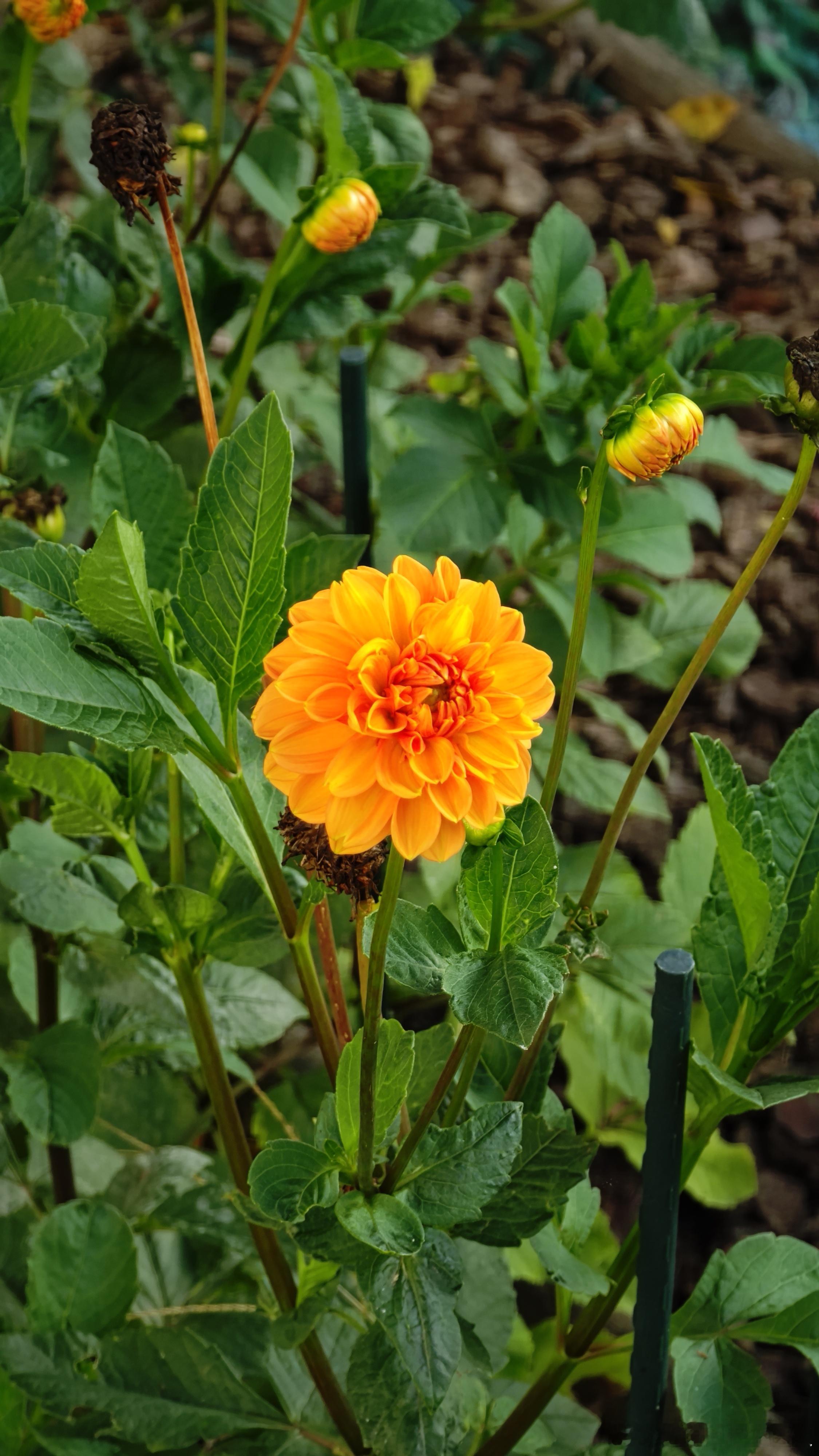 时隔一个月，继续开 ​​​