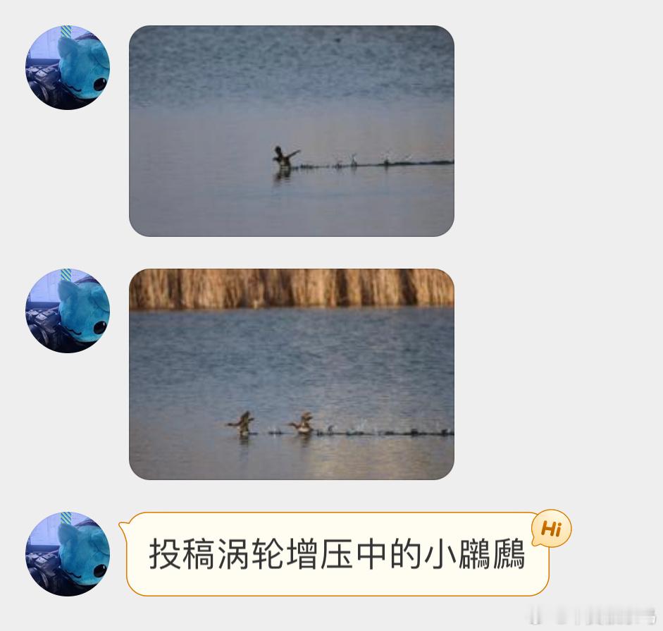 #鸟粉投稿# 【小xiǎo䴙䴘】的轻功水上漂冲鸭！ ​​​