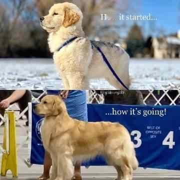 小狗知道自己很优秀！ 