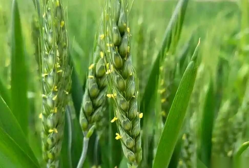 这几天的河南麦地里，正憋着一场跟老天爷抢时间的“硬仗”。
4月20号到23号，一