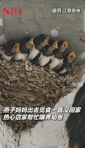 江苏太仓，母燕失踪多天，六只雏燕命悬一线。店里老手用梯子、镊子自学喂虫，暖意在屋