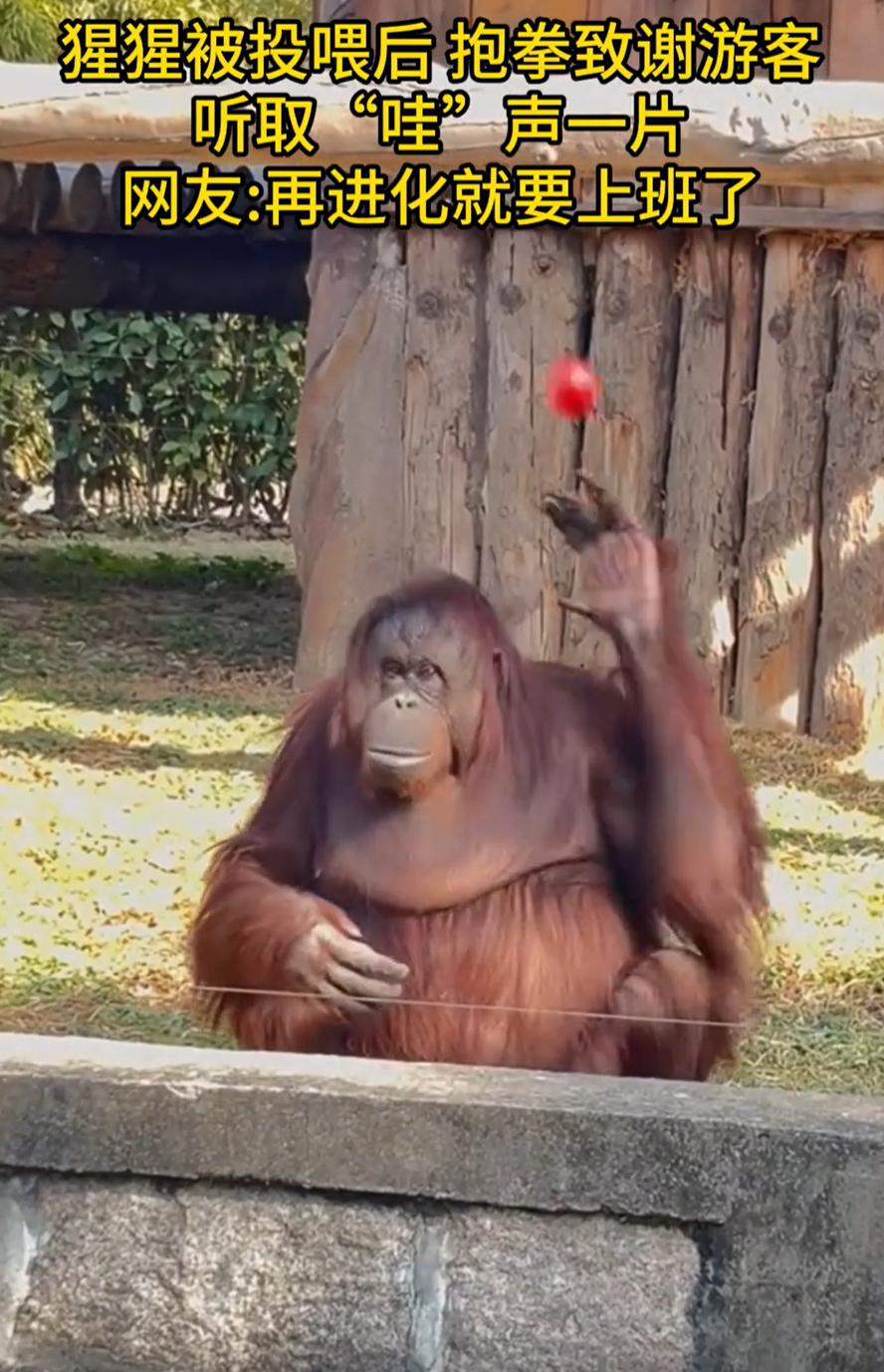 这是人假扮的吧？上海一动物园的红毛猩猩火了，有游客给它投喂食物，猩猩单手接住后并