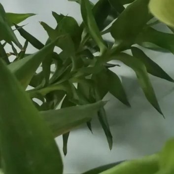 2200水培竹子的步骤和注意事项：1.选择适合的容器：选择一个透明的容器，这样你