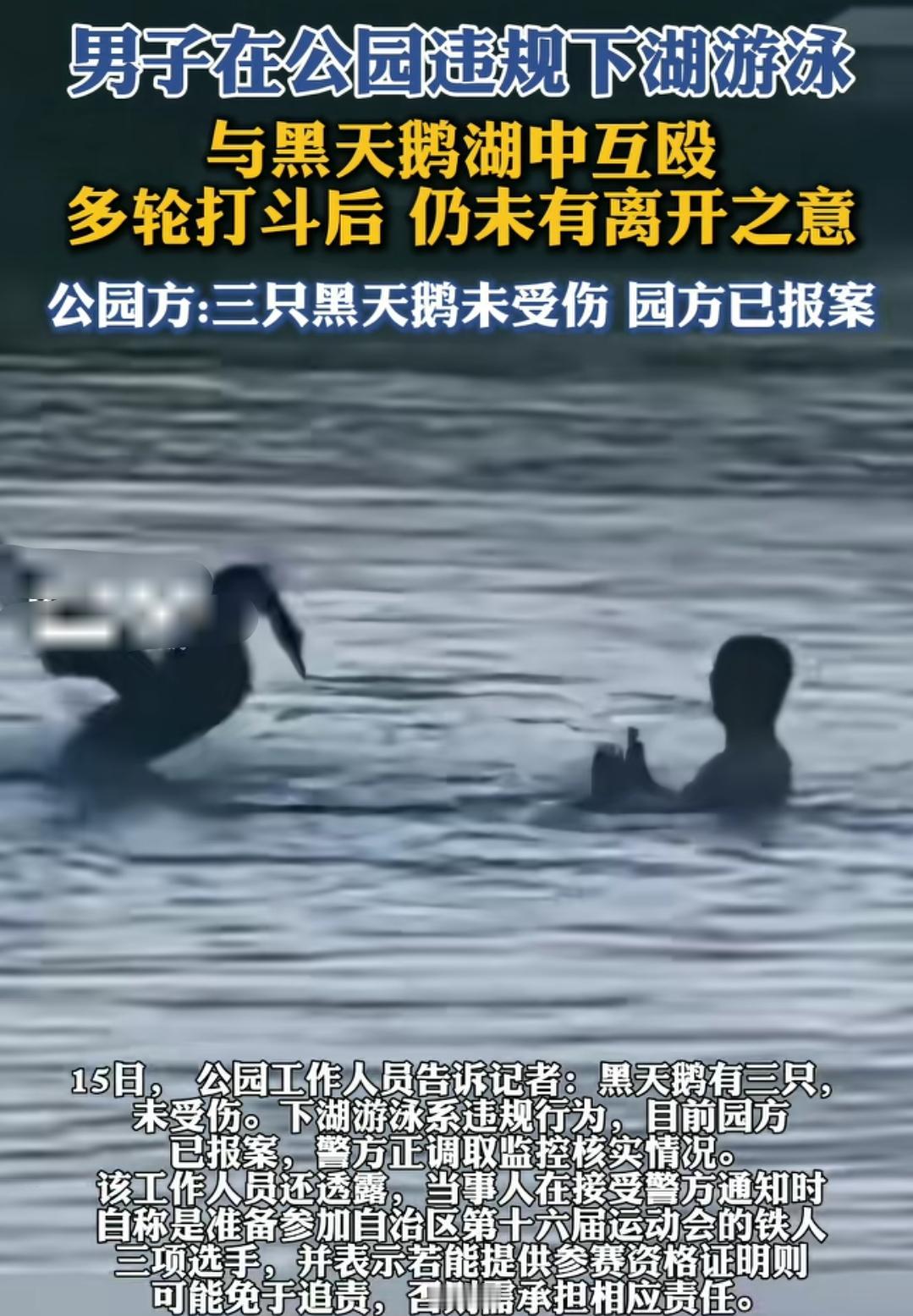 男子违规下湖游泳，结果和黑天鹅互殴。这有个男的去了一个公园，私自下湖游泳，本就是