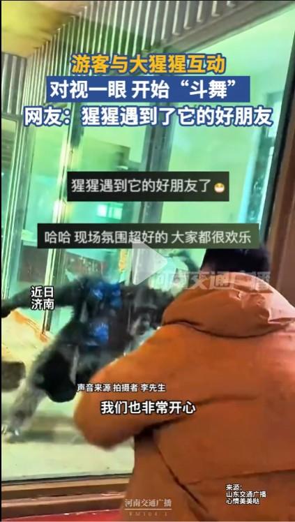 大猩猩是种智商很高的动物，模仿能力也很强，也是进化中比较接近人类的动物。所谓的是