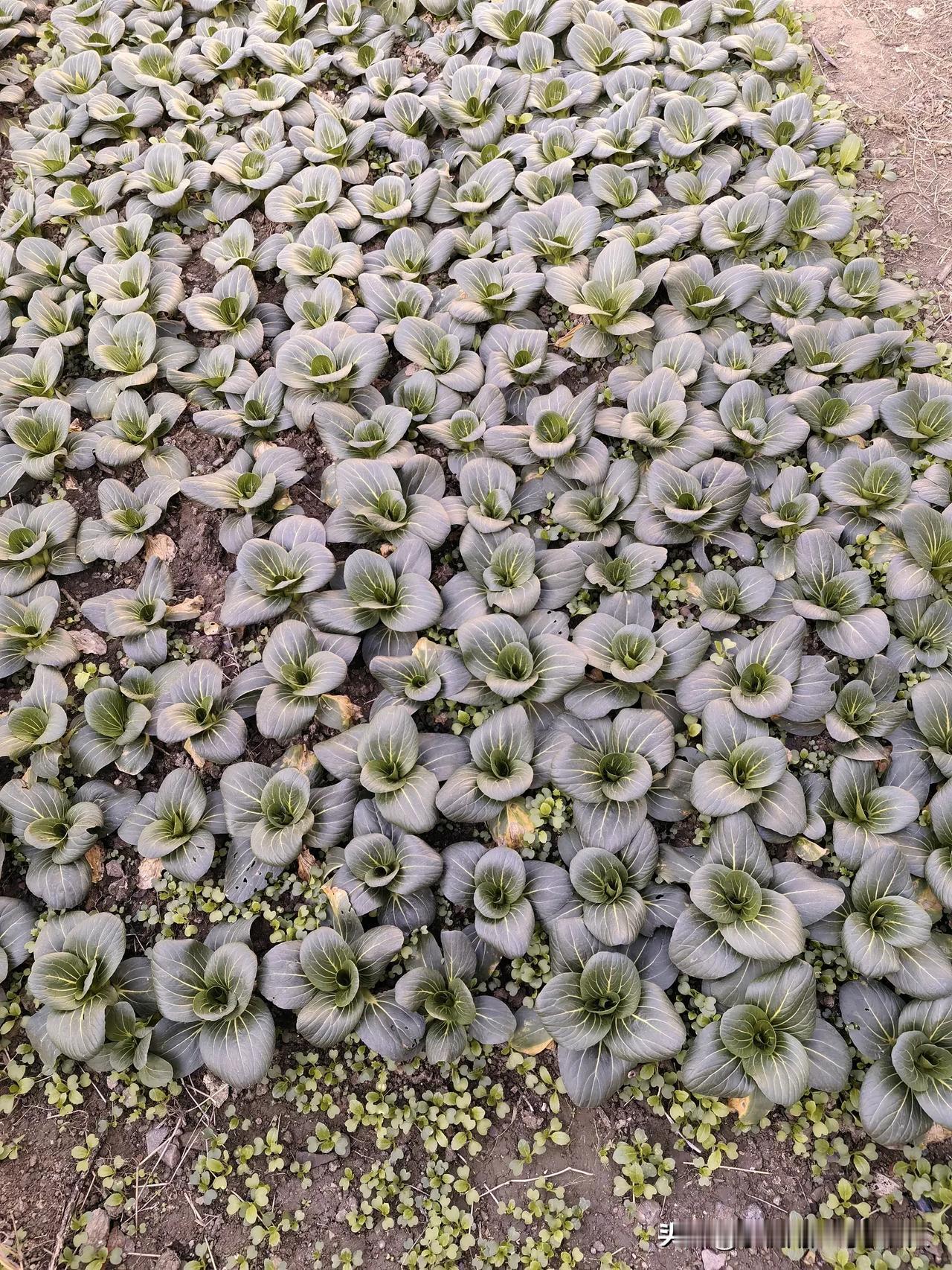 无锡北乡，甲外夏昼头一斜雨，惬意啊！

热沉沉的天气，一下子清凉了不少！

有一