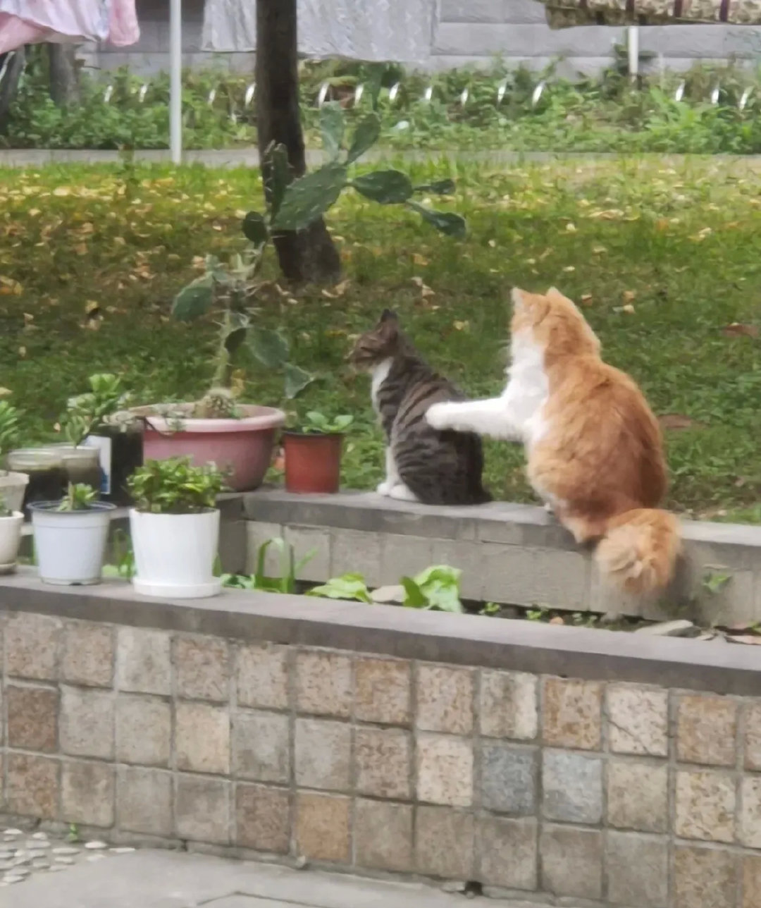 猫咪之间的打招呼，这温柔的小手看着好治愈哦！