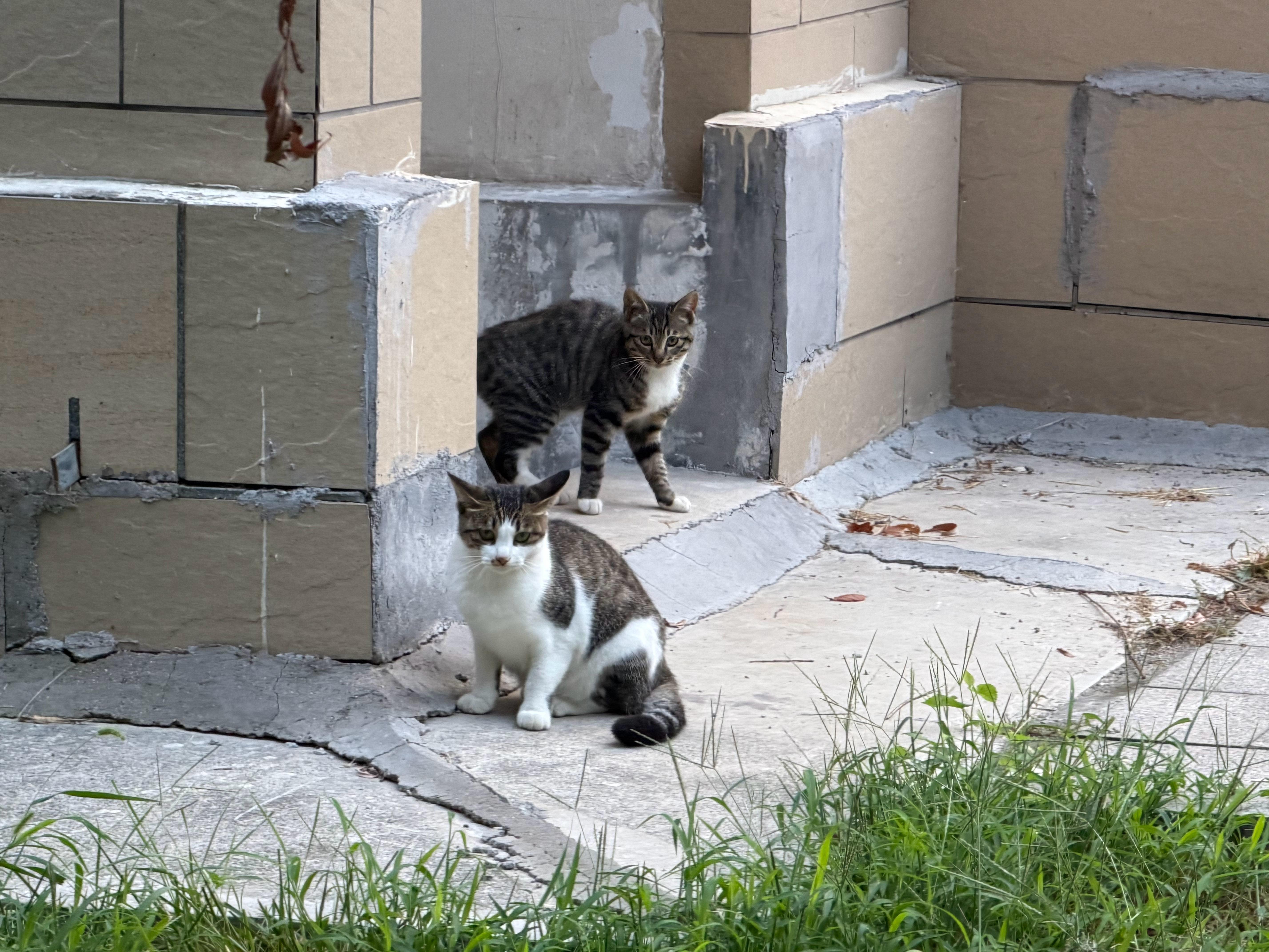小猫生活手记牛马一生不得闲，得闲已与山共眠！运动打卡运动 邹平·鹤伴豪庭