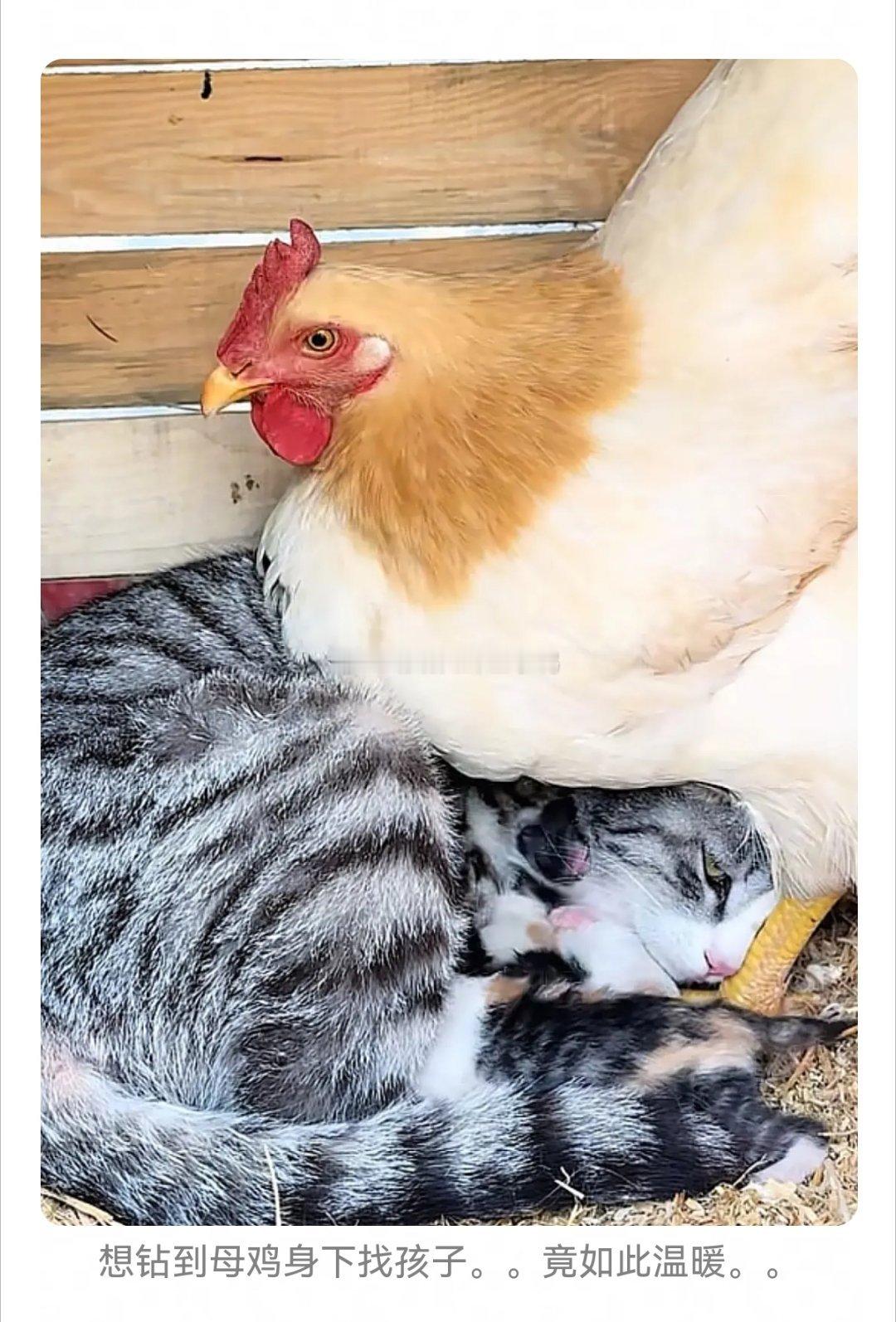 动画片《猫和老鼠》里的场景现实版，母鸡孵猫～