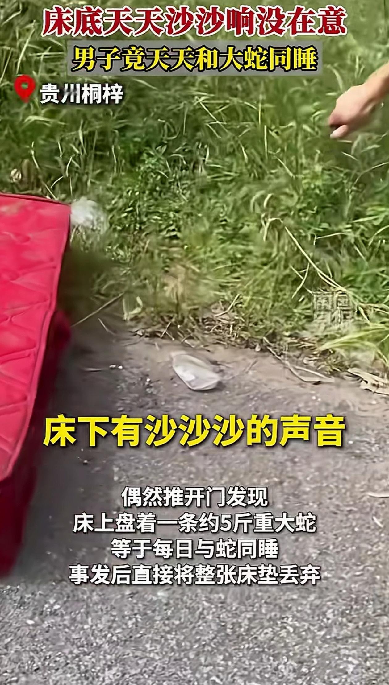 “还好发现的早！”贵州桐梓，男子睡觉时总听到床下有沙沙声，他以为是老鼠没当回事，