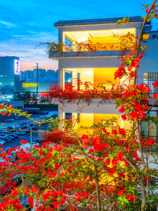 4.30实拍❗现在的春天🌸属于三角梅