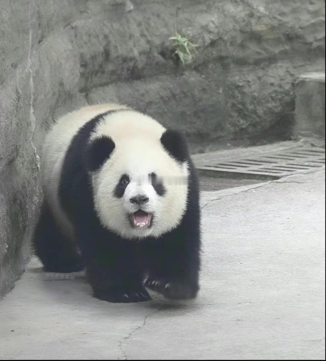 爱姐duang duang duang的向你跑来了，看不够根本看不够。 ​​​