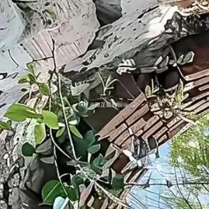 前些日子春雨连绵，山里气温骤降，原身淋雨后受寒发烧，高热不退，躺在床上昏睡三日，