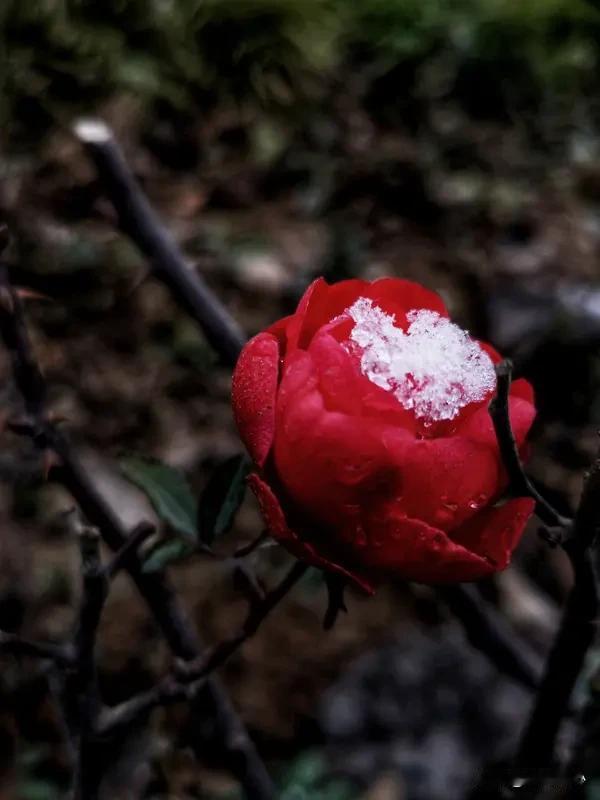 “酸甜苦辣熬岁月，风霜雨雪酿人生”，人生可不就是如此嘛。每个人心里都有把“心尺”