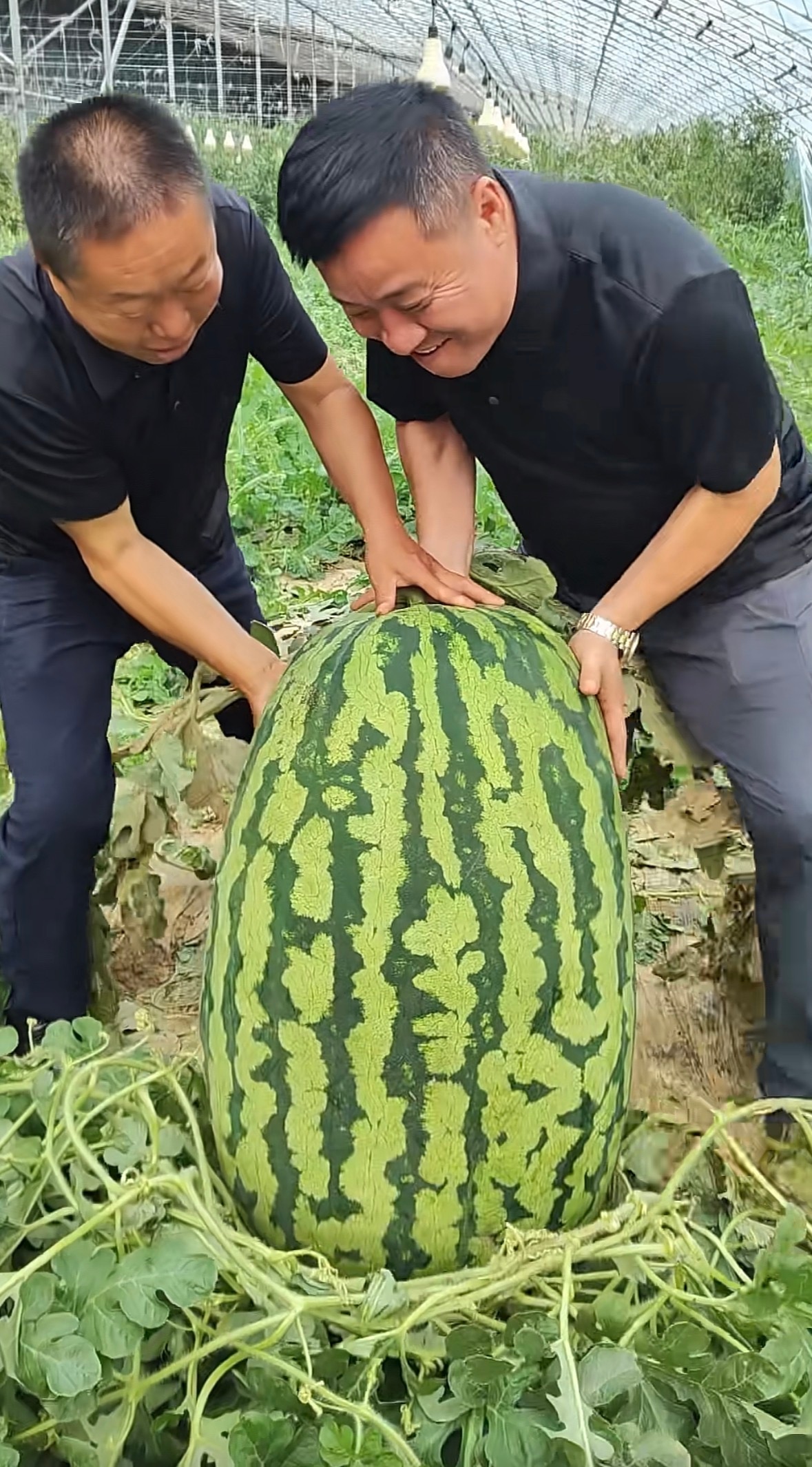 130斤的巨型西瓜曾拍卖到1.3万元120斤重的西瓜王1元起拍谁懂啊！见过120