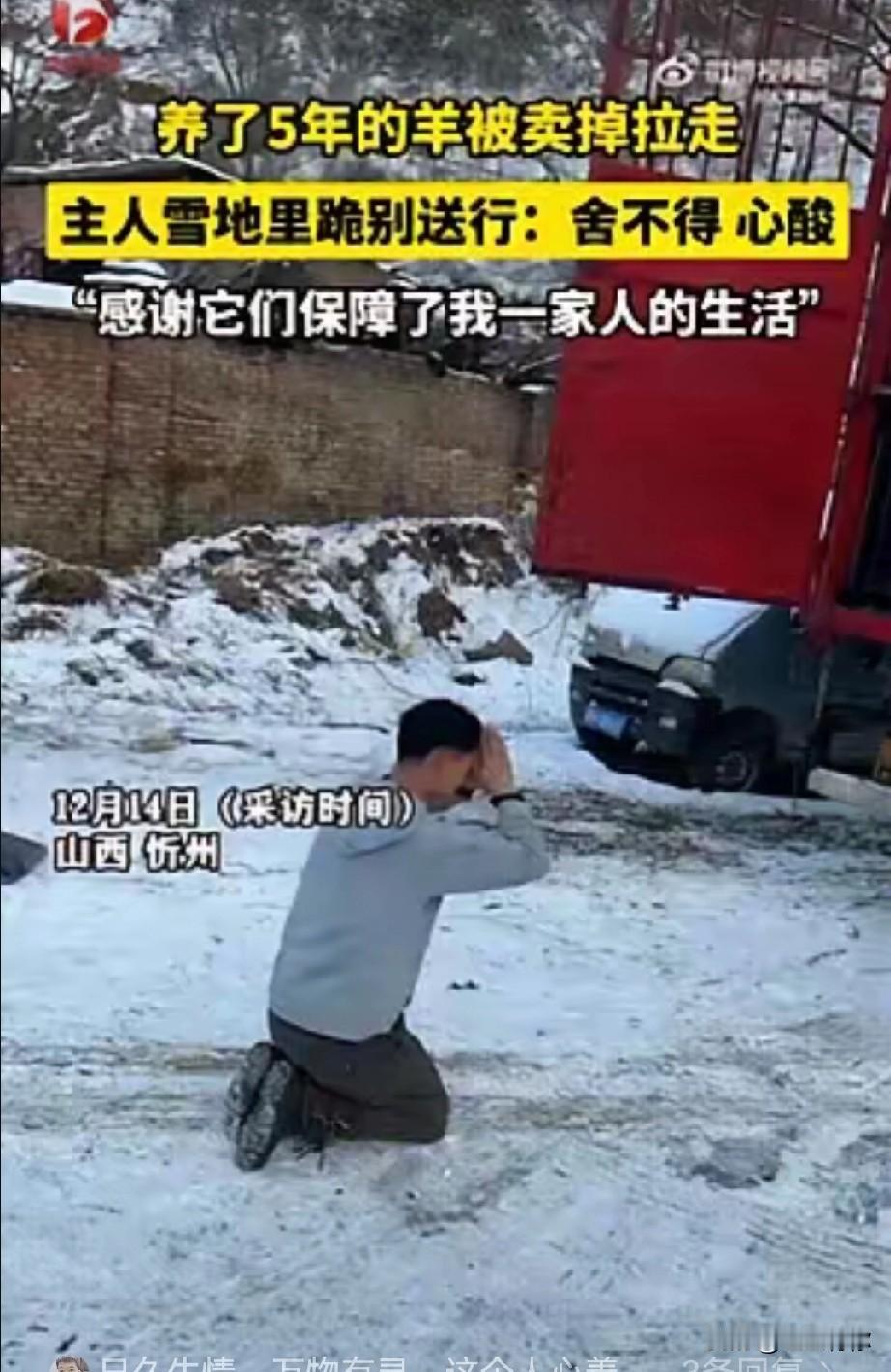 山西忻州一名男子将养了 5 年的羊卖掉，当所有羊都被装上车即将被带走时，男子再也