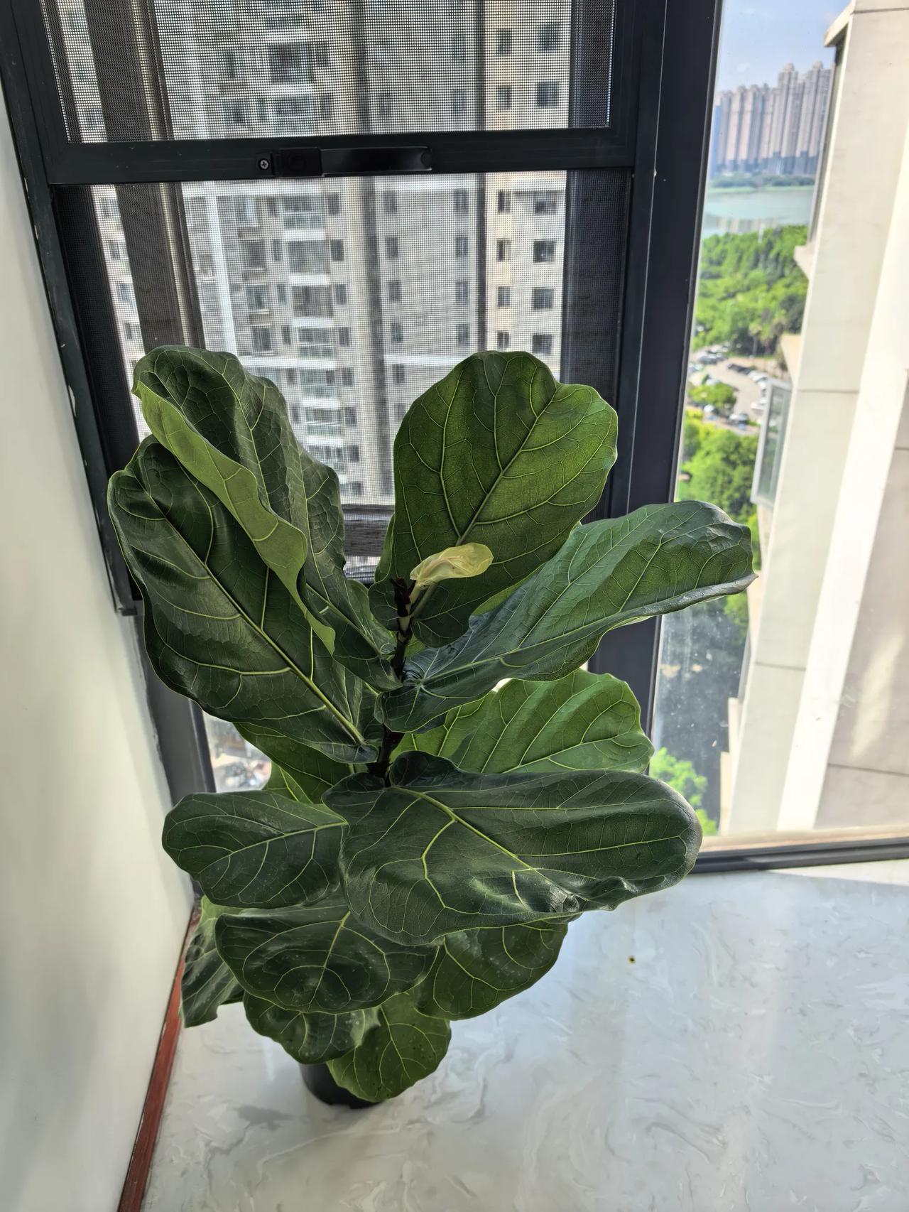 这株琴叶榕，据说是商家在店里最喜欢养的植物，原因是其叶大而阔，有家大业大（叶大谐