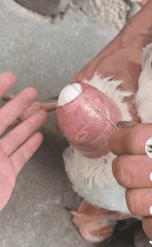 这算是难产了吧！[震惊]