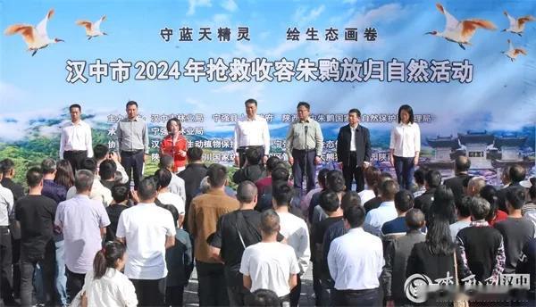 近日，汉中市林业局在宁强县青木川镇放飞12只朱鹮。此次放飞朱鹮，对增加朱鹮野外种