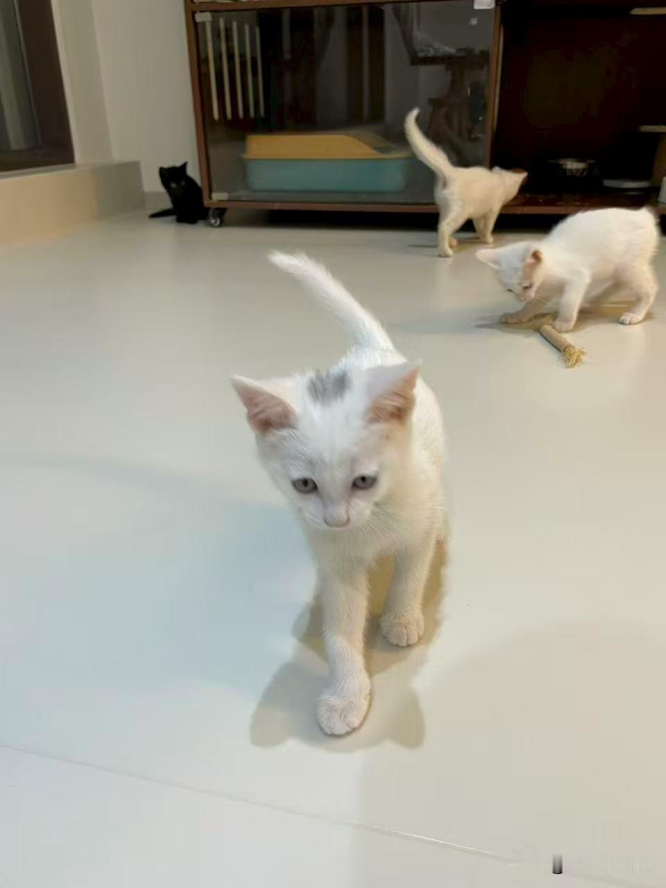 这猫算不算将军挂印？你有没有懂猫谱的？